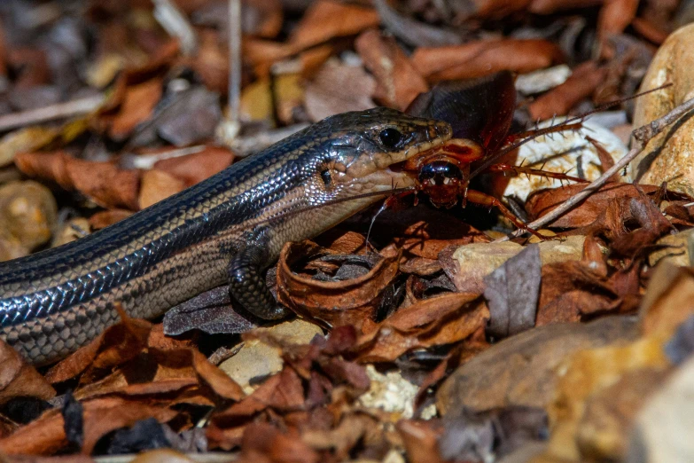 a lizard is laying on leaves in the dirt