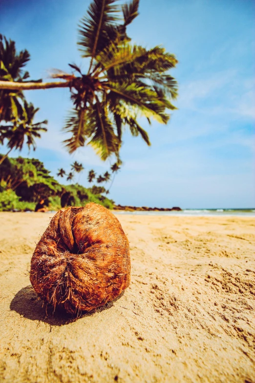 a beach with a coconut on it and a palm tree in the background