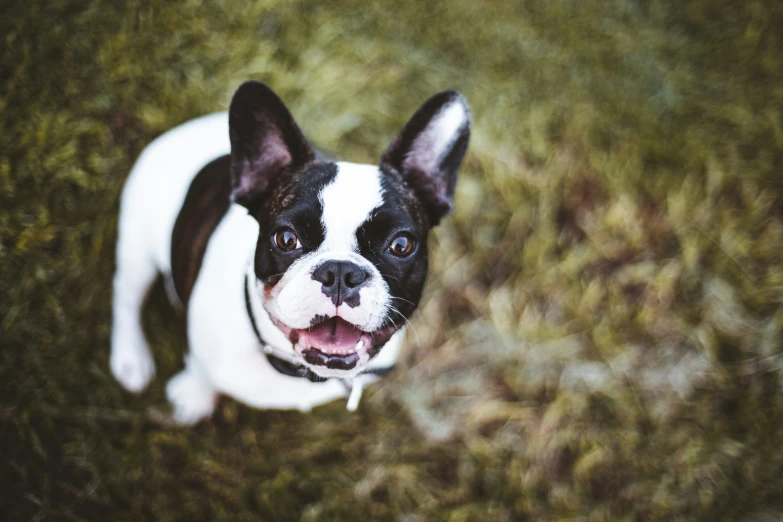 a small black and white dog with its mouth open