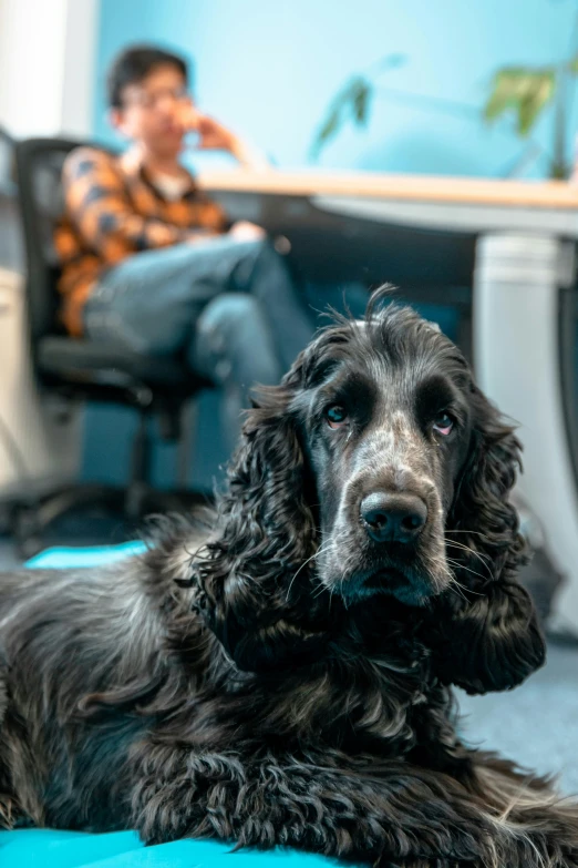 a dog on the ground with its head on the desk