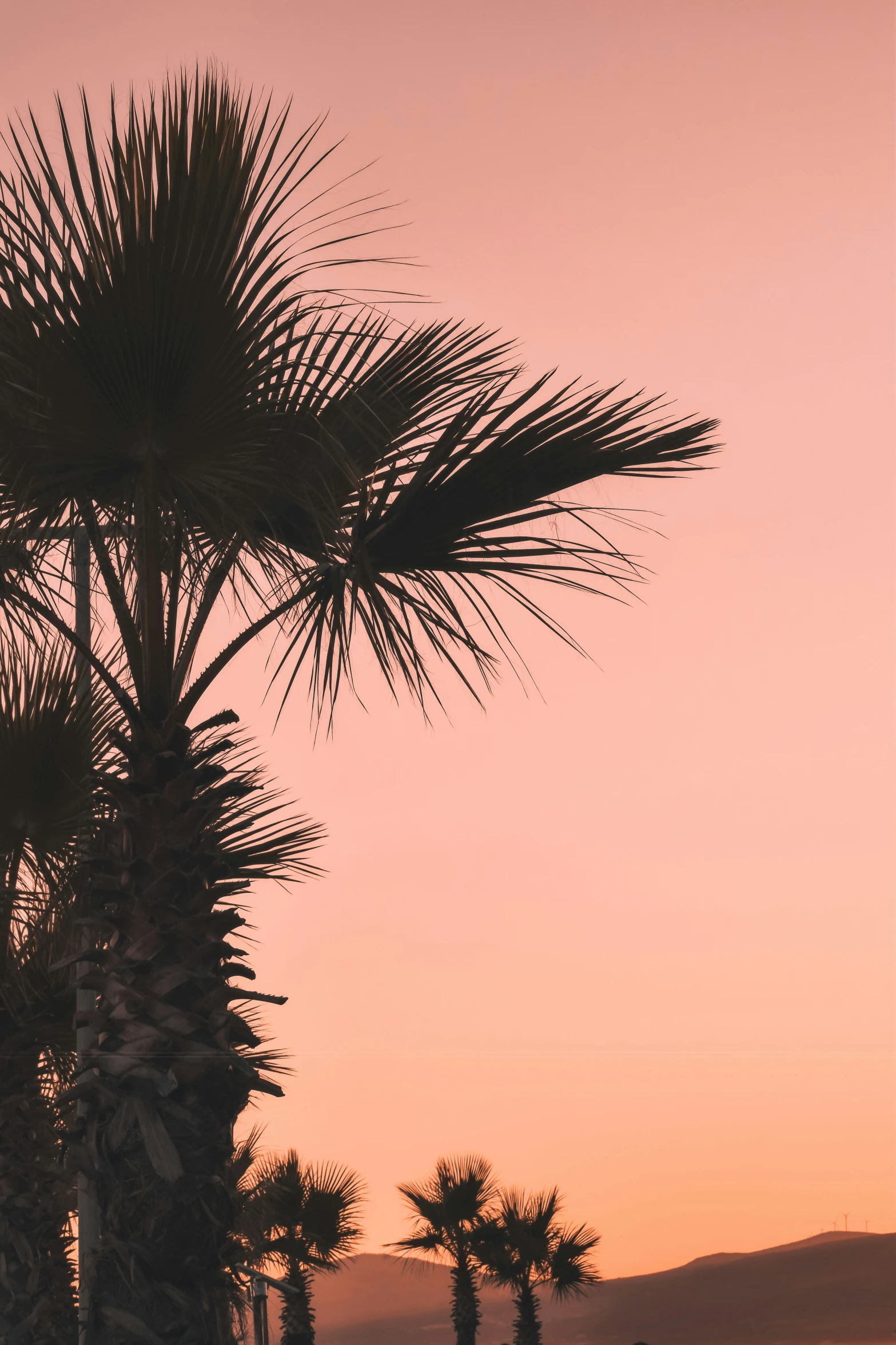 a palm tree in front of a dusk sky