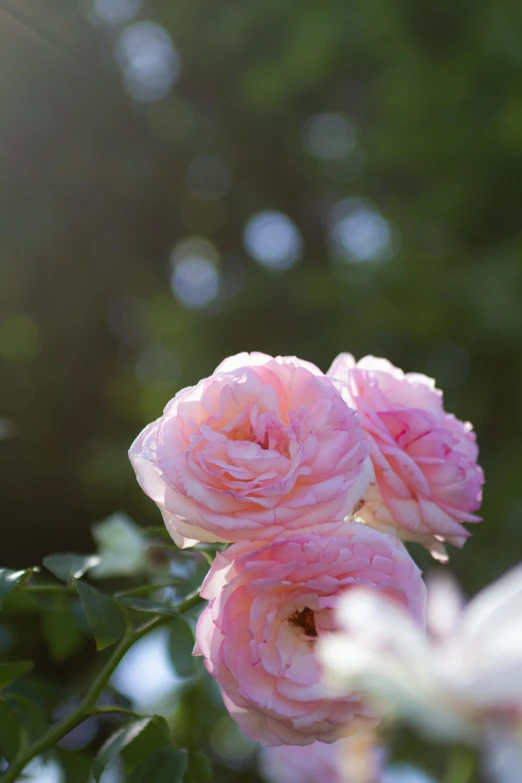 some pink flowers on some green leaves and sunshine