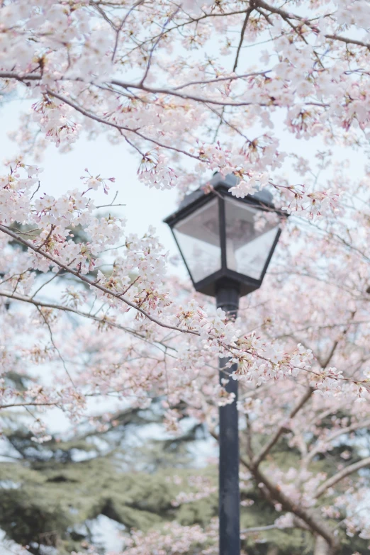 a lamppost that has flowers around it