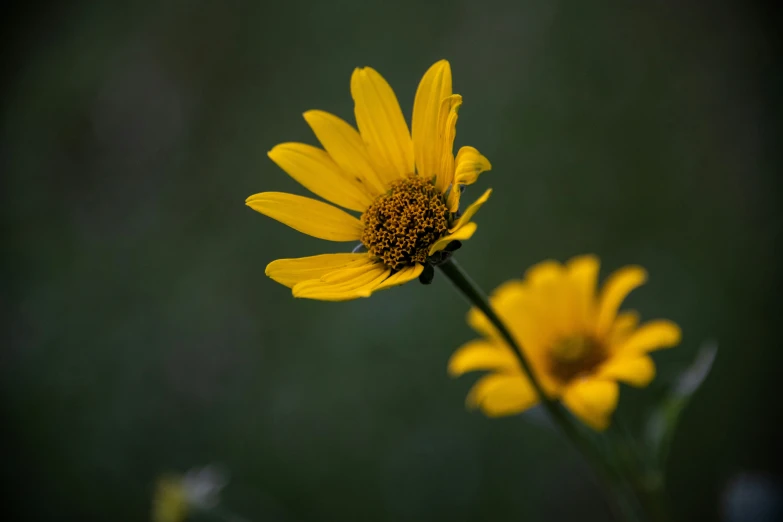 the flowers have bright yellow petals on them