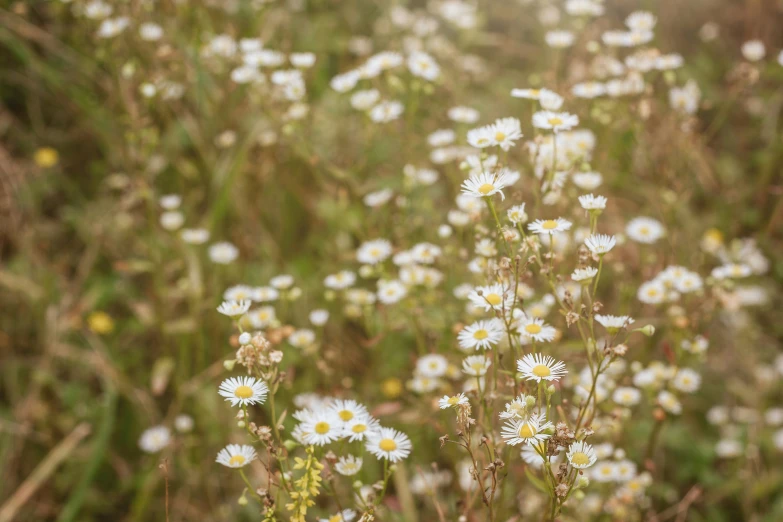 a field of white flowers surrounded by green vegetation