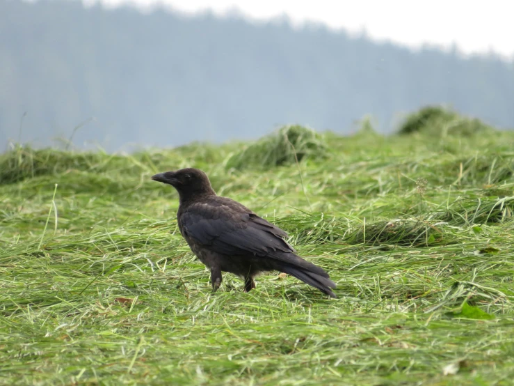 black bird on grass looking around