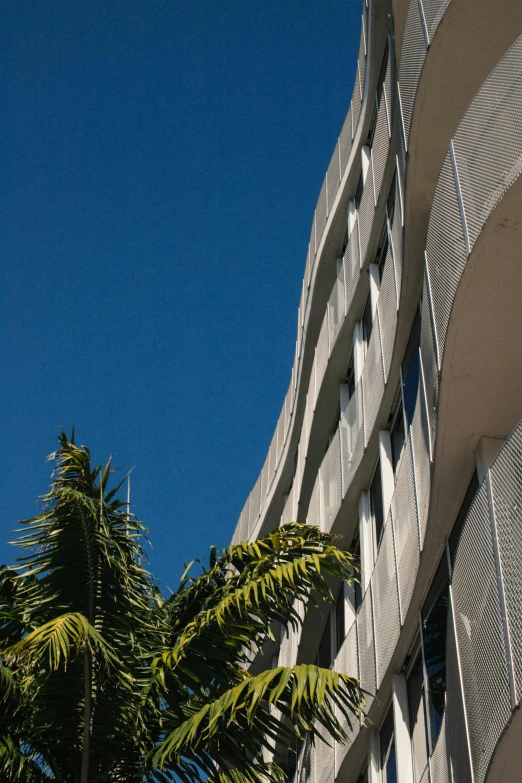 palm trees surround a corner office building in a city