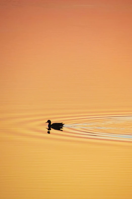 a duck is swimming in a pond at sunset