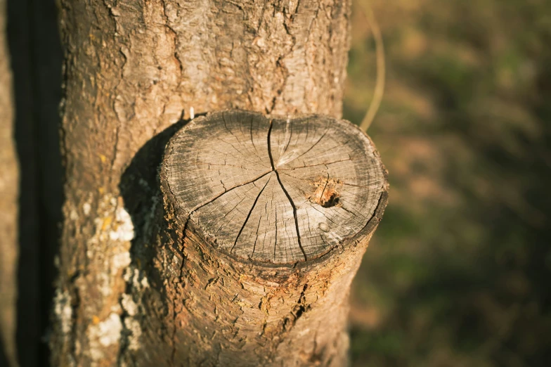 a close up of a tree trunk and tree bark