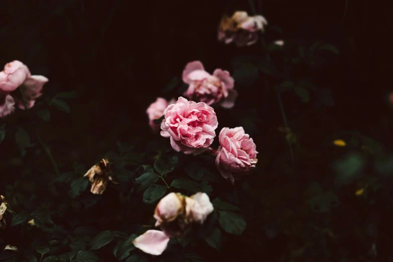 some pink roses are growing near each other