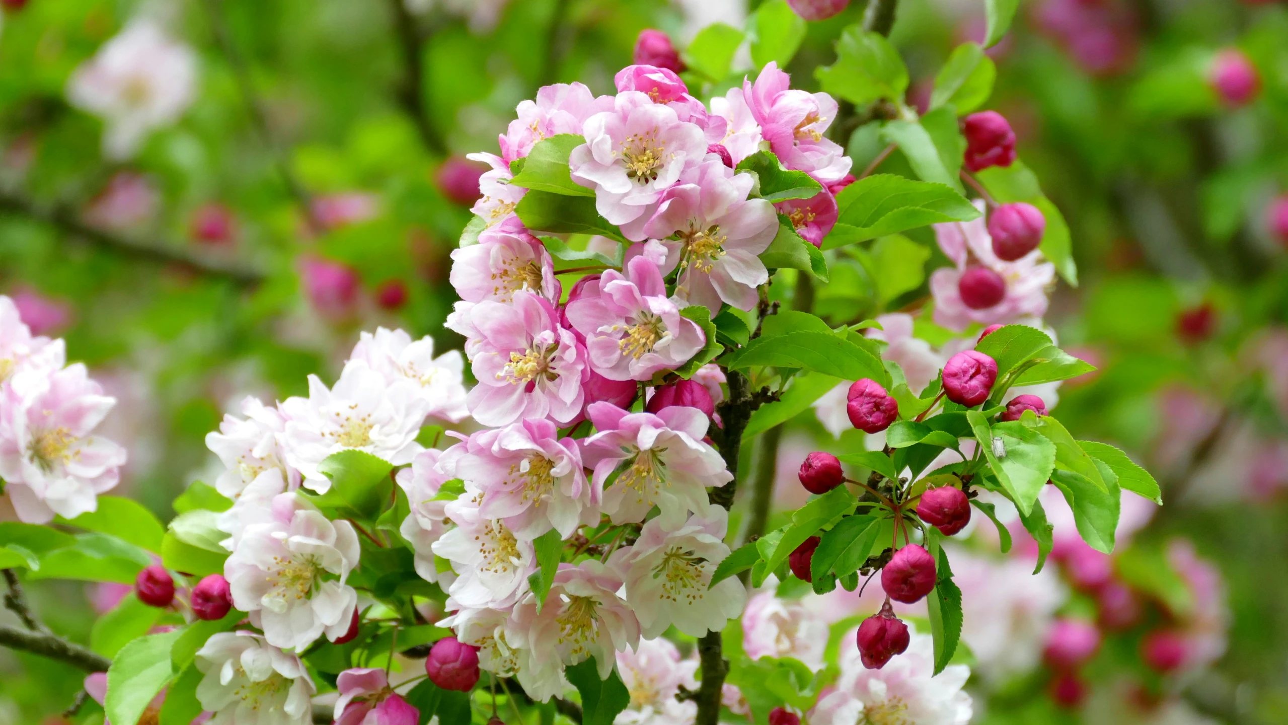 flowering flowers growing from the tree nches