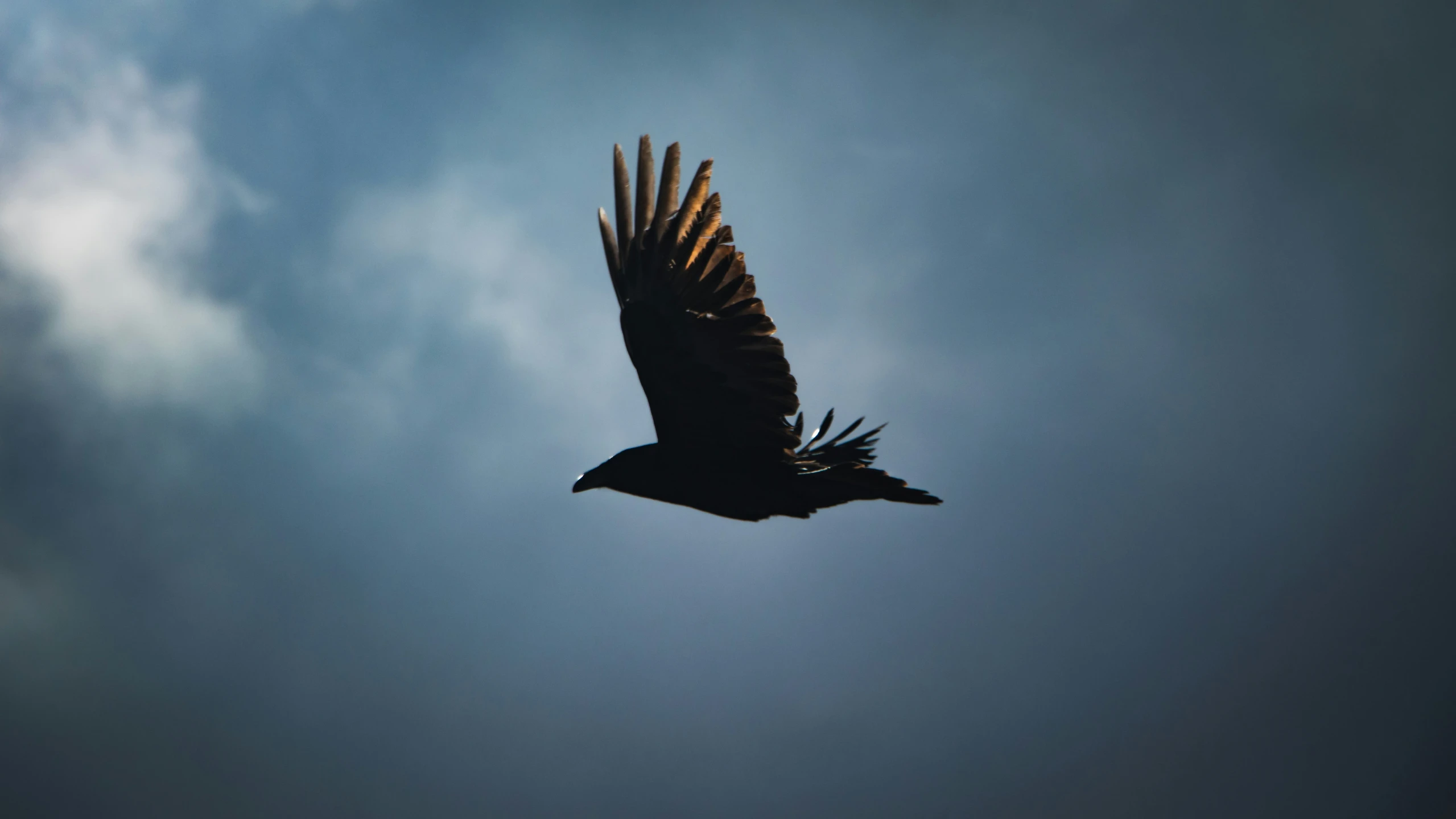 an eagle flies through the sky, with its wings folded