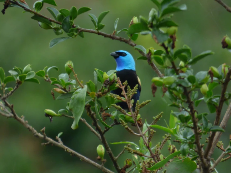 a blue bird is sitting on the nches of a tree