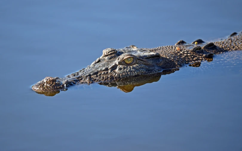 an alligator is resting its head on a rock
