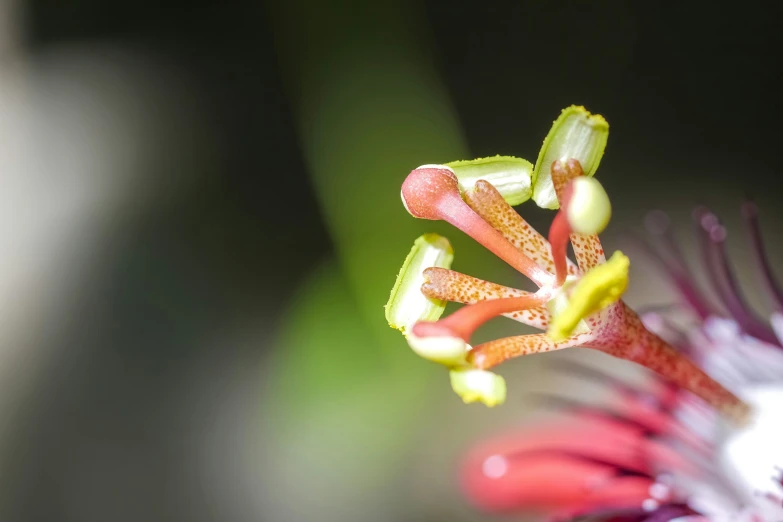 the tiny flower is red and green and yellow