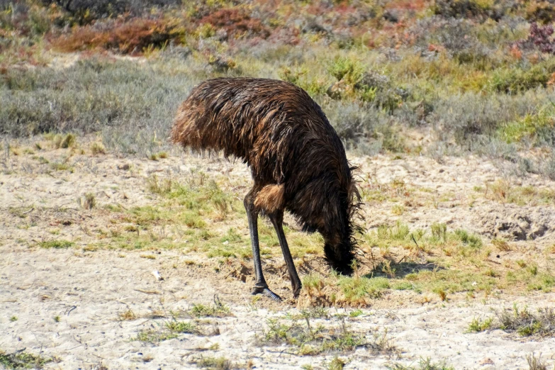 a ostrich standing in the sand and eating grass