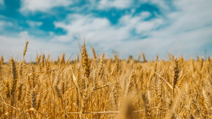 a field full of golden wheat under a blue cloudy sky