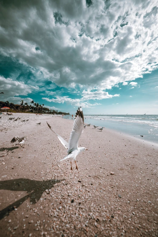 a bird is flying on a beach next to the water