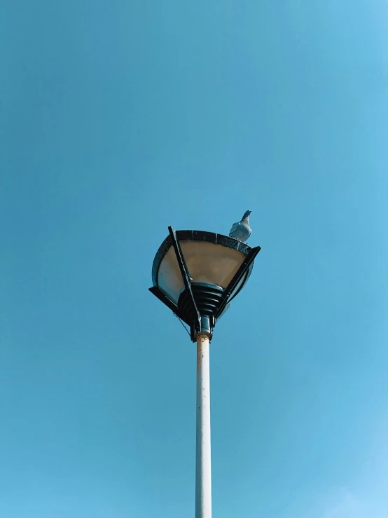a bird is perched on top of a street light