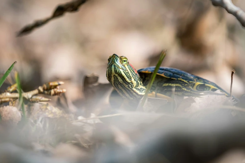 a green and yellow turtle sitting on the ground