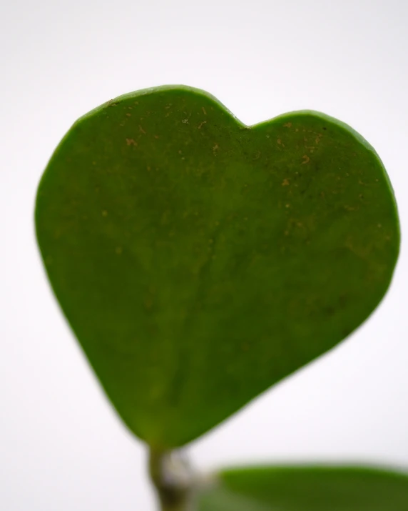 a green heart shape made out of leaves