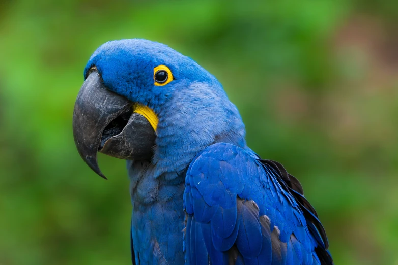 a blue parrot with yellow beak sitting on top of it