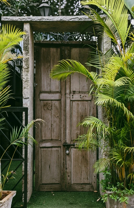 large green palm trees and plants surrounding an old wooden door