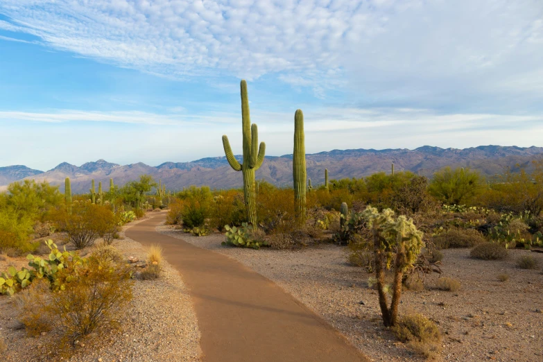 a pathway in the desert near a cactus