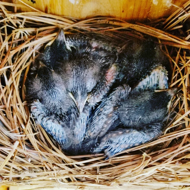 two birds that are laying down in the straw