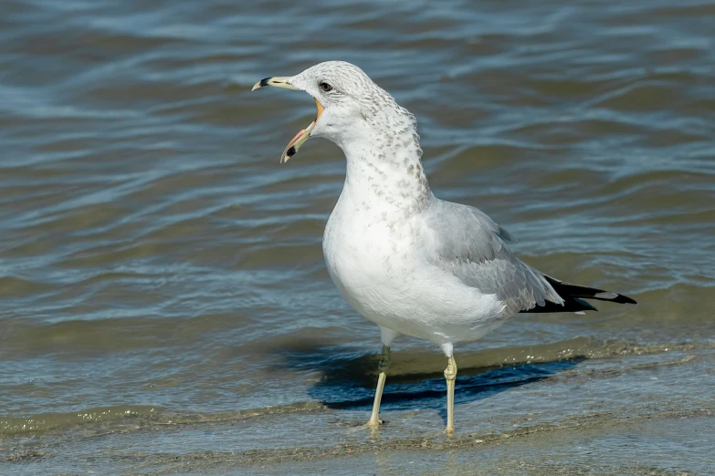 a seagull with a fish in its beak standing on the sand