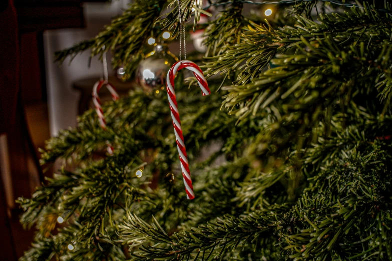 a christmas tree has candy canes hanging on it