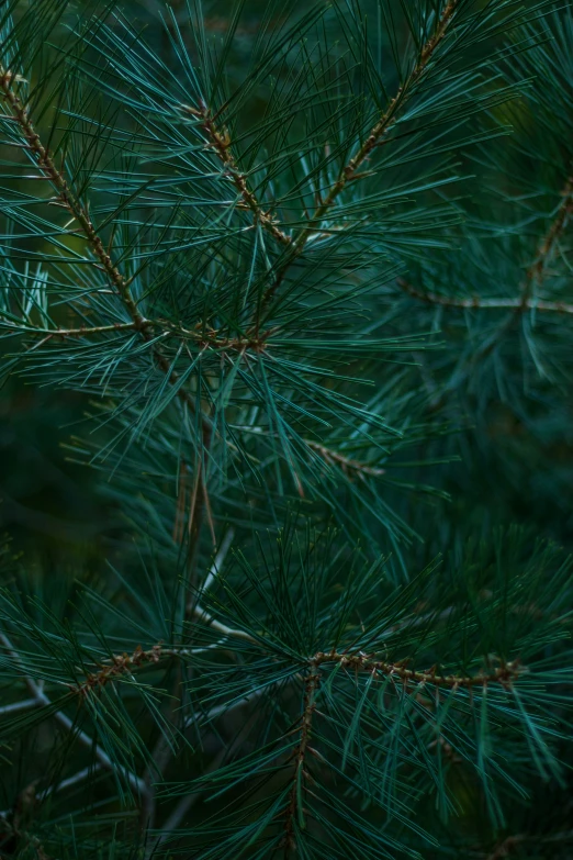 the nches of the pine tree are seen