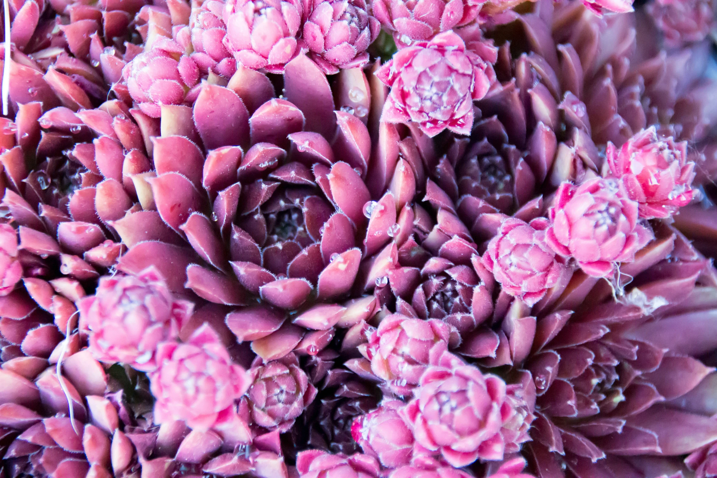 a pink flower is blooming, near the side of a building