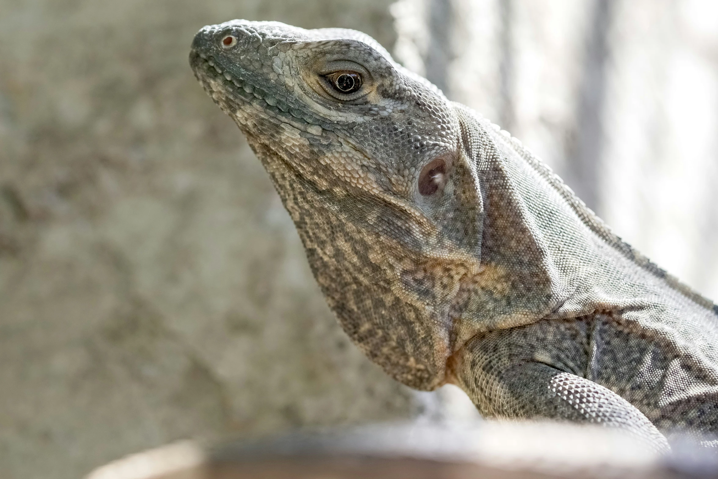 an old lizard that is laying down on a wood table