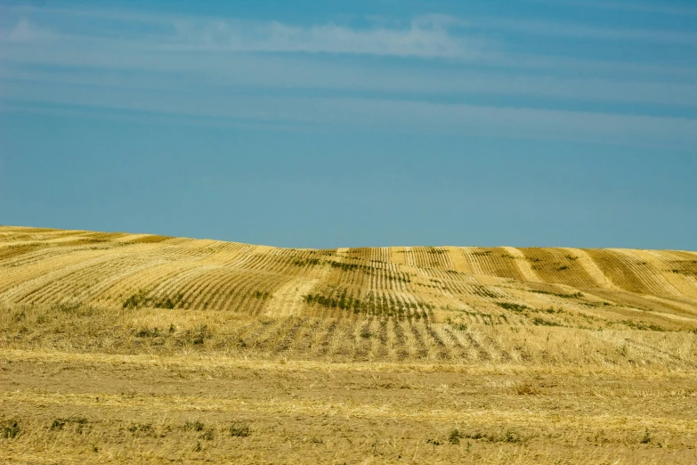 a lone tree stands in the middle of a field