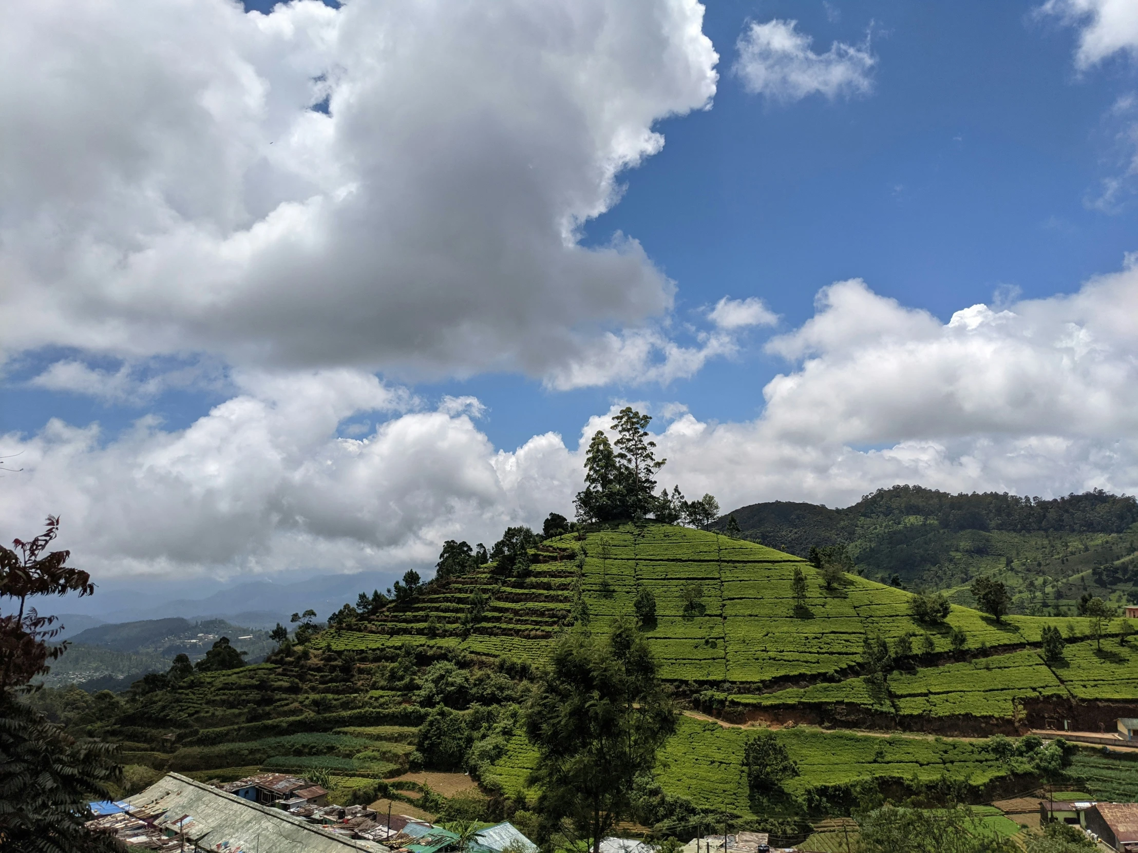 a lush green hillside covered in lots of trees