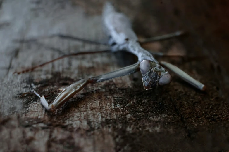 a dead bird sits on a wooden table