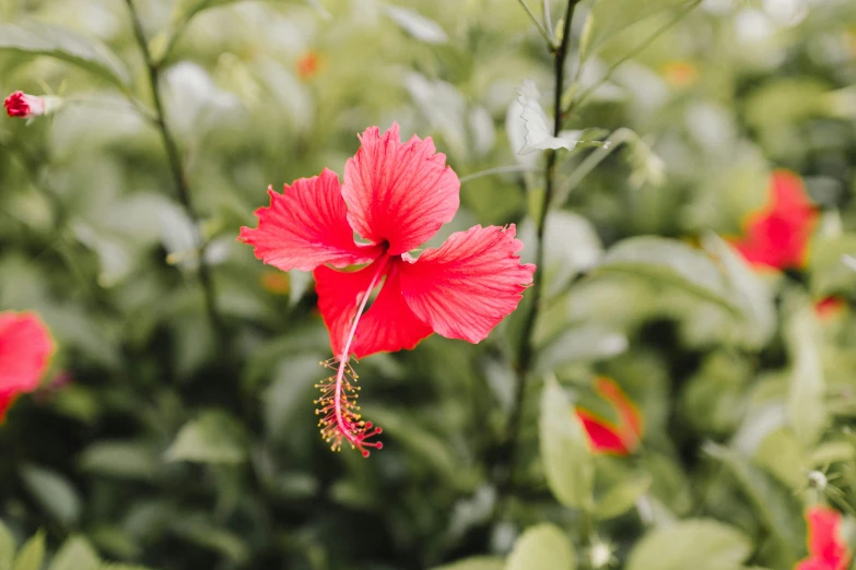 red flower blooming in an outdoor setting