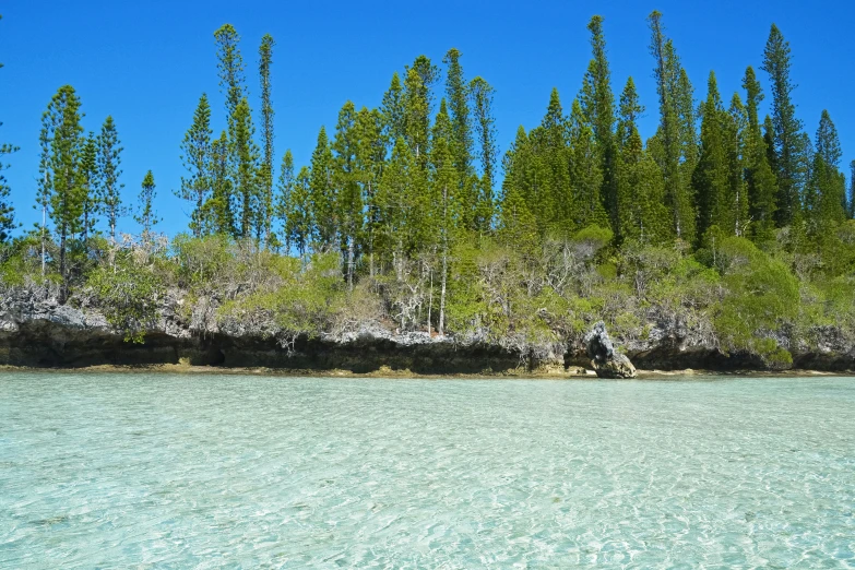 the beach is clear and has a lot of trees