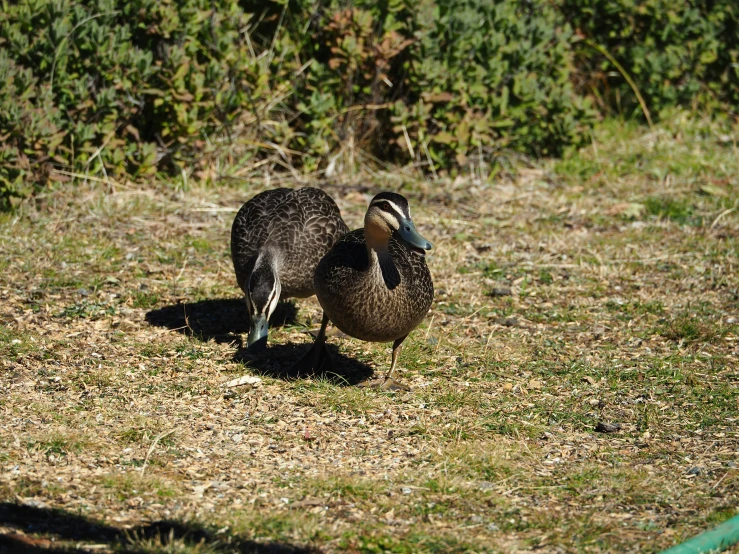 two ducks stand on some grass in front of shrubbery