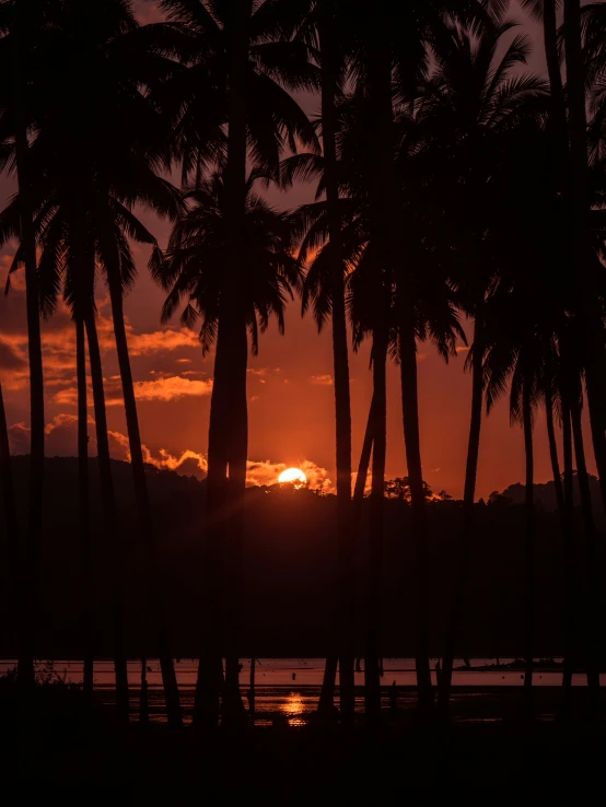 a sunset behind trees that are in silhouette