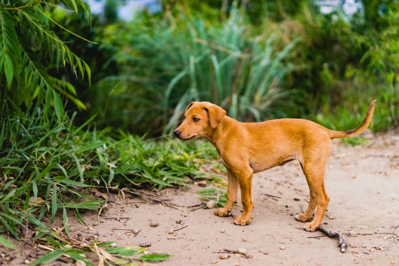 a brown dog standing in the middle of a forest