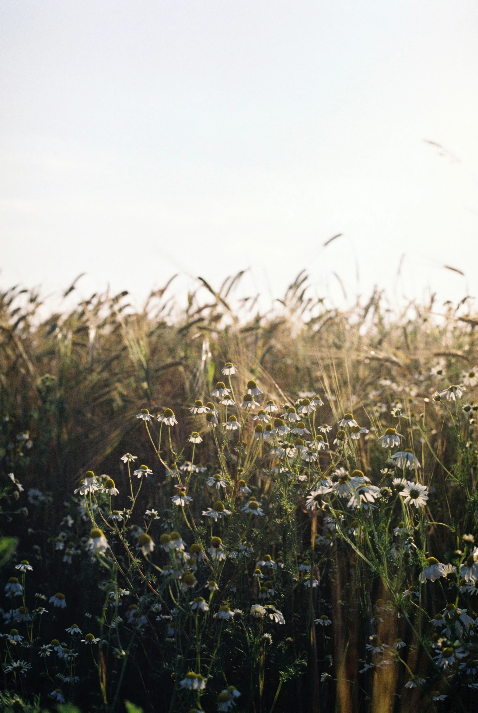 a field of wild flowers with blue skies