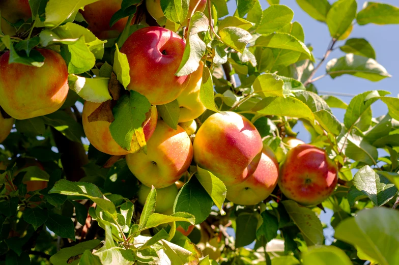 apples still on the tree ready to harvest in the fall