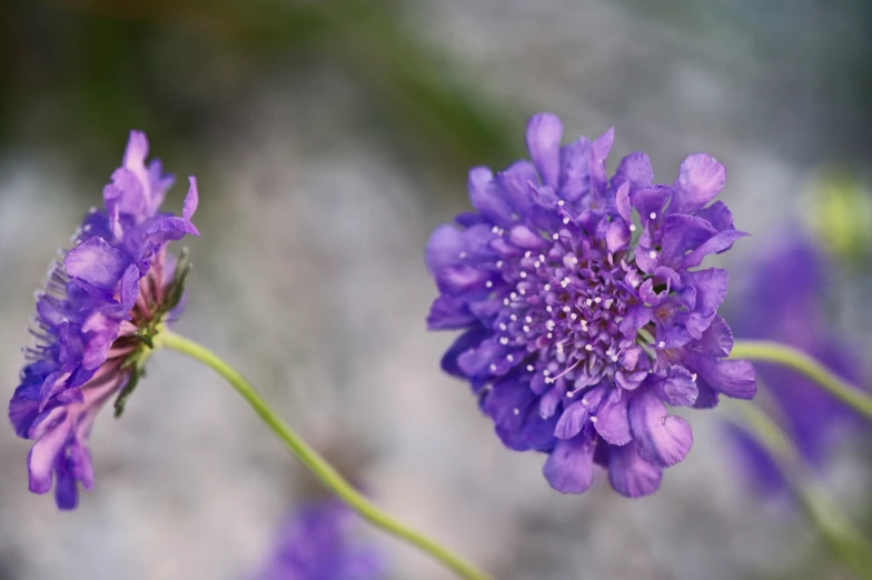 a small flower sitting next to a tall purple plant