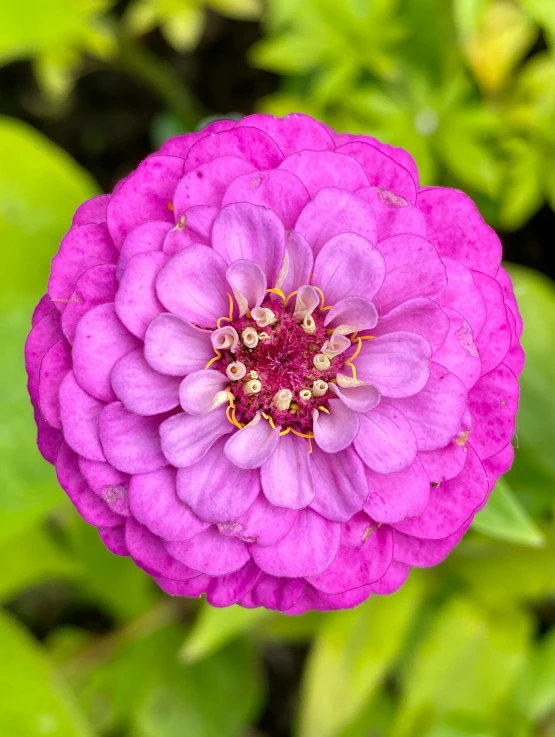 a flower with a yellow center sitting in the middle of lush green foliage