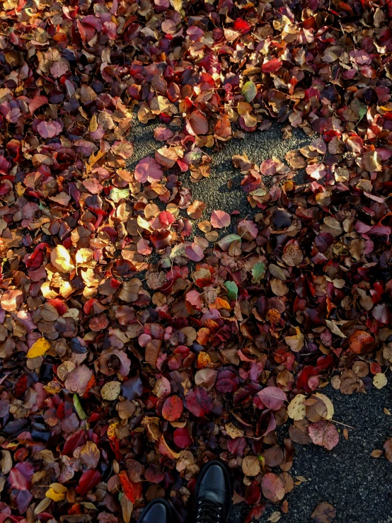 a pair of shoes sits amongst the fallen leaves