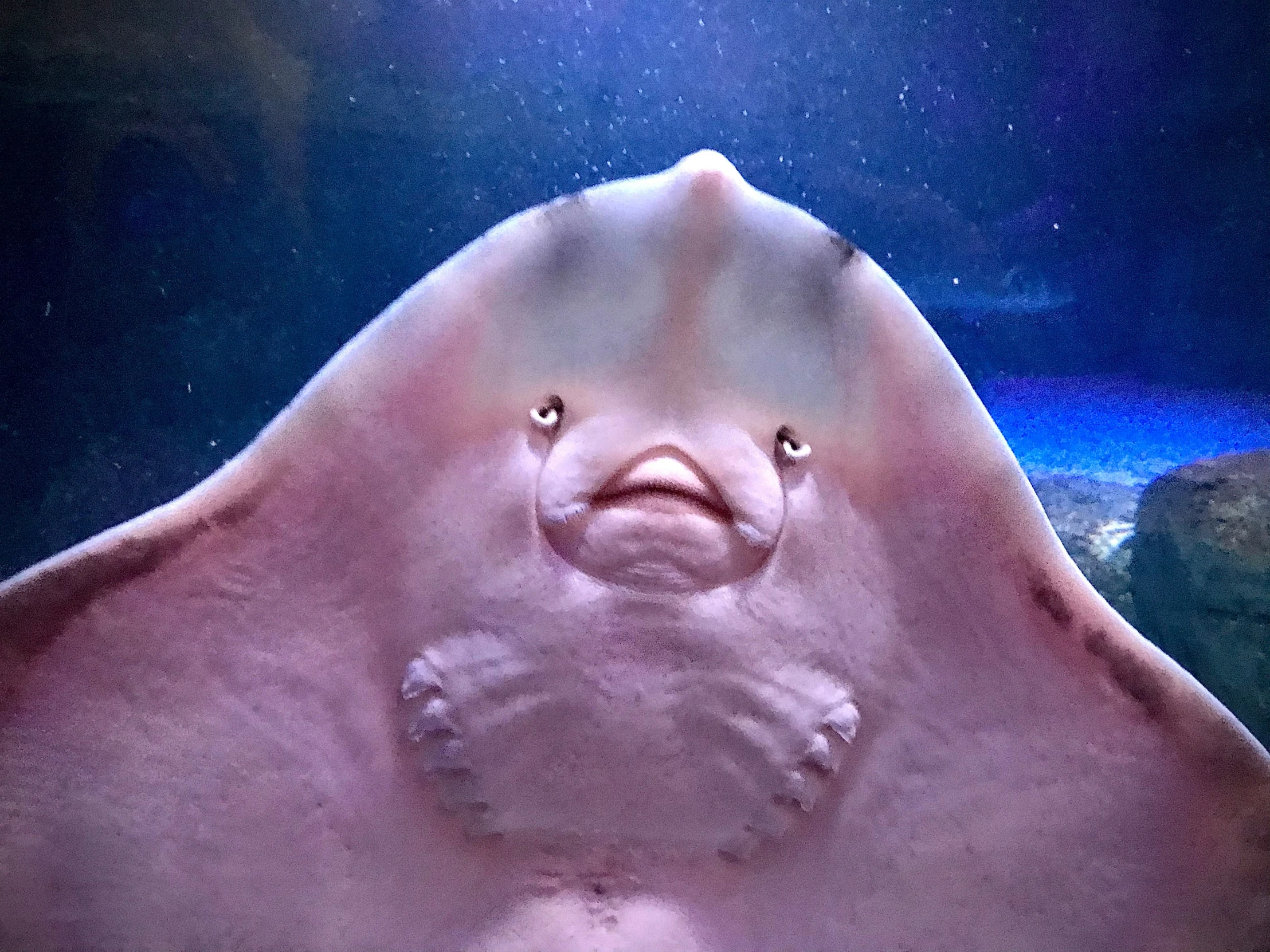 an animal like thing with its face partially submerged in the water