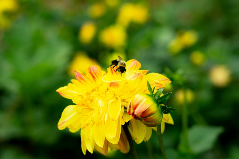 the bee is on a flower that has yellow petals