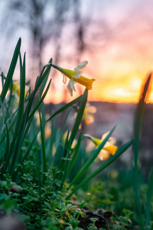 a single flower on the ground with other flowers